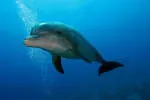 Dolphin Advanced Technology Services company icon
